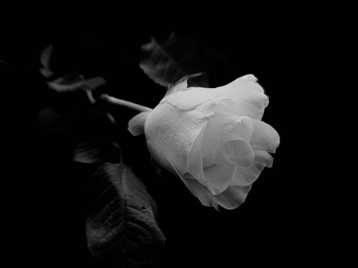 one single white rose