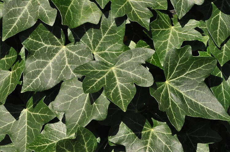ivy leaves 