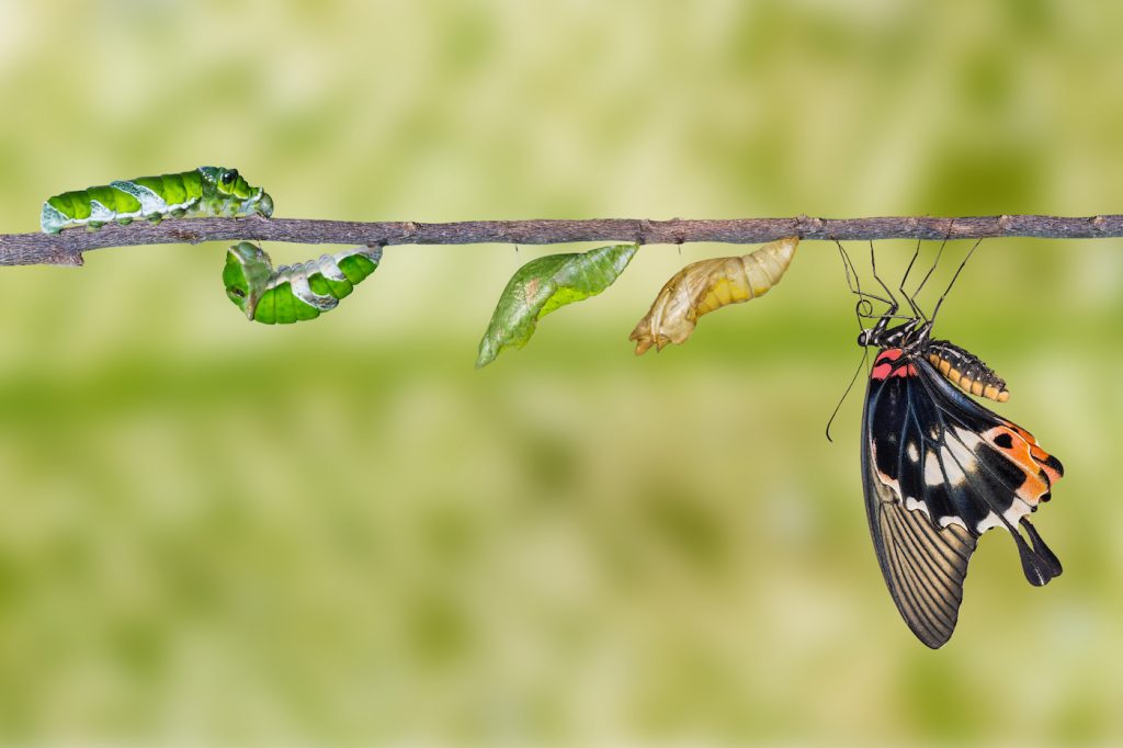 Life cycle of great mormon butterfly from caterpillar